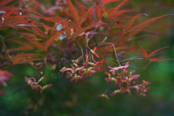 Naklejka na ściany i meble Red Japanese Maple in the park in autumn