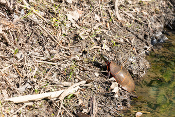 Painted Turtle - Chrysemys picta climbing the bank of a pond on a sunny day