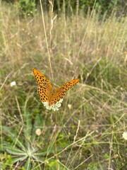 butterfly on a grass