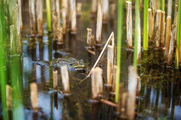 Frosch im Teich