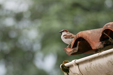 Moineau sur un toit en tuiles. Petit oiseau