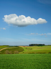Fototapeta na wymiar Yorkshire wolds with fields of wheat under overcast sky. Sledmere, UK.