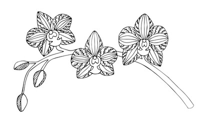 Isolated dotted hand-drawn orchids, vector orchid branch, doodle orchid branch, vector tropical flower, summer flowers, vector orchid flower with buds, orchid twig