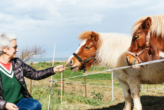 Crop elderly female in sunglasses giving grass to mare with fluffy mane in countryside field under cloudy sky