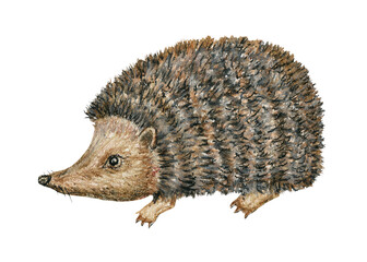 Watercolor and pastel hand drawn hedgehog