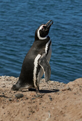 penguin in the peninsula of Valdes, province of Chubut, Argentina