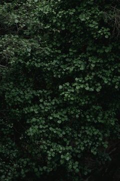 Full frame background of green leaves of tree growing in dark forest at daytime