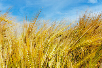 Zeit des Überflusses: Sommer