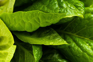 Macro photography of green lattuce leaves.Fresh salad leaves