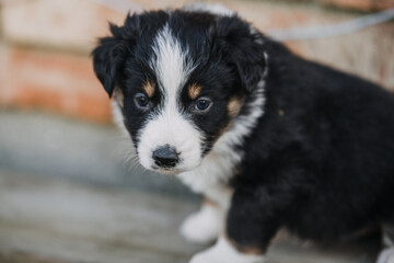 Closeup of Australian shepherd dogs