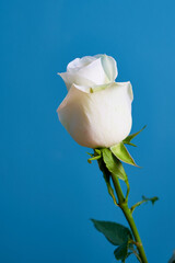 rose flower growing on black background