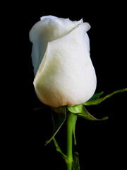 rose flower growing on black background