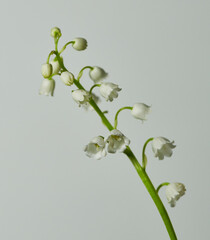 lily of the valley may grow on a white background