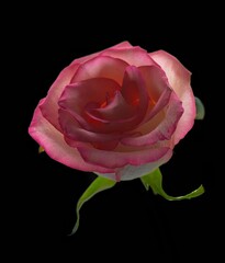 rose flower growing on black background