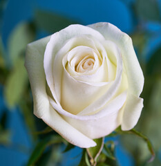 rose flower growing on black background