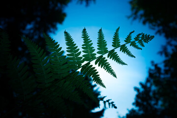 A beautiful fern leaves from below. Fern growing in the forest during summer. Woodlands vegetation in Northern Europe.
