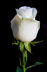 rose flower growing on black background