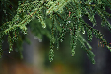 Spruce branches with drops close-up