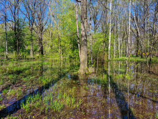 Spring blooming landscape with water reflection