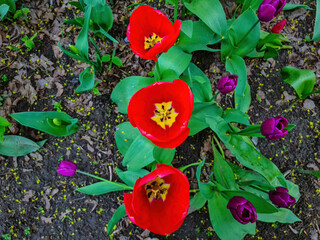 Beautiful red tulips in the garden