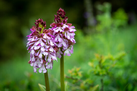 Purpur-Knabenkraut Orchis purpurea auf Bergwiese