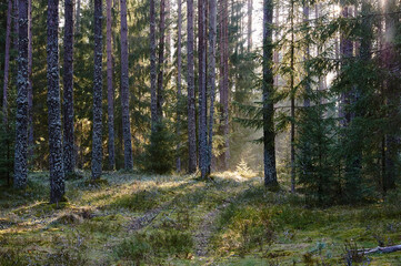 Fototapeta na wymiar Pine forest in the sun