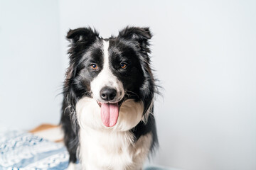 Portrait of a black and white border collie dog sitting on the bed looking at camera in the bedroom