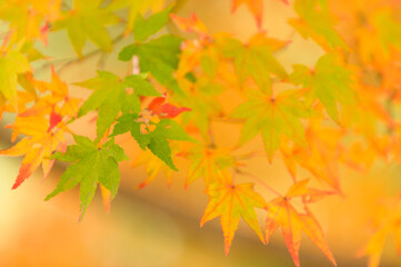 Fototapeta na wymiar さわやか自然の紅葉(秋) Refreshing natural autumn leaves (autumn) 「明るい美しい紅葉のクローズアップ・マクロイメージ背景素材」 