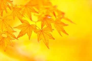 Naklejka na ściany i meble さわやか自然の紅葉(秋) Refreshing natural autumn leaves (autumn) 「明るい美しい紅葉のクローズアップ・マクロイメージ背景素材」 