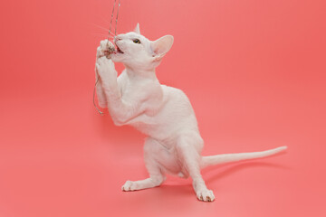 White oriental kitten plays