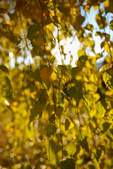 Obraz premium Blur birch branches and leaves, back sunlight, autumn background