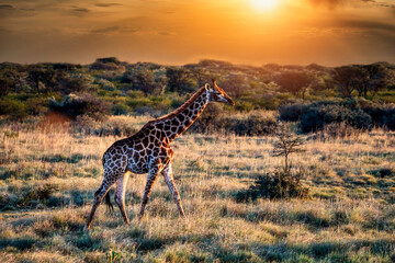 Giraffe in the bush © poco_bw