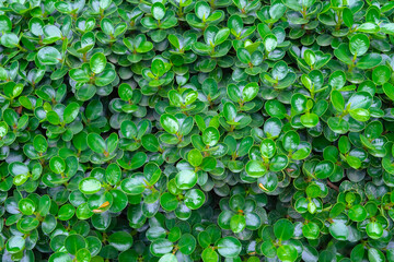 Ficus annulata. Green Leaves (Kind of Banyan Tree)