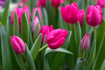 pink flowers tulips close up