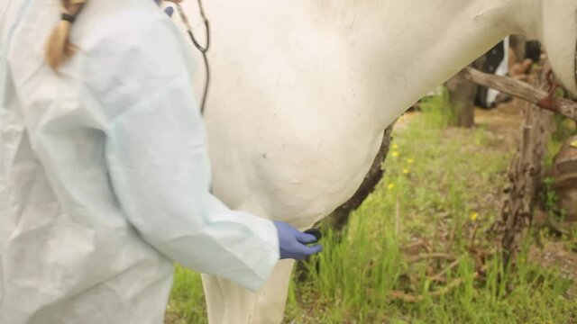 A young beautiful female vet inspects a white horse. Love, medicine, pet care, trust, happiness, health. The girl listens to the heart and lungs with the help of a Stethoscope close up