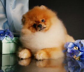 pomeranian spitz puppy