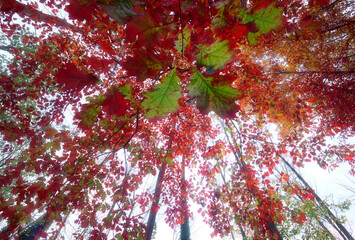 From below of tall oak tree with colorful leaves growing in woods in fall