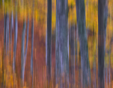 Abstract background of trees with golden leaves growing in woods in fall season