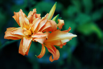 Fototapeta premium Hemerocallis fulva, the orange day-lily, tawny daylily, corn lily, tiger daylily, fulvous daylily or ditch lily in nature on the tree