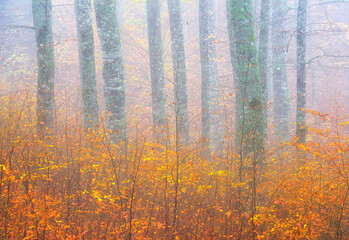 Picturesque scenery of autumnal wood with colorful foliage trees during fall season