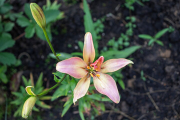lily flowers in the garden