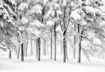 Amazing scenery of tree in snowy woods at daytime in winter