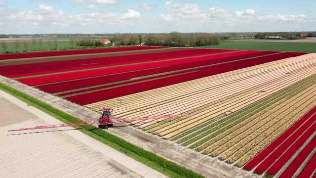 Tulips in red and pink growing in a field with an agricultural crops sprayer in the field during a spring day. Drone point of view from above. Flowers are one of the main export products in the Nether