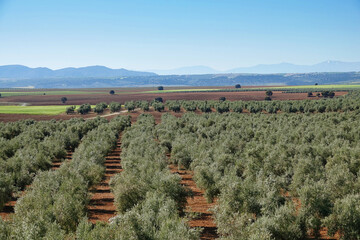 Andalusian olive grove in region country