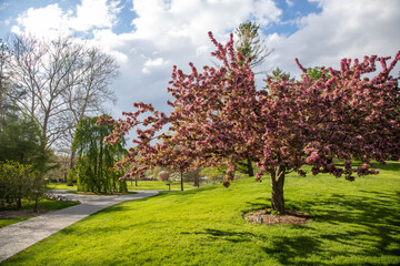 Fototapeta na wymiar Springtime blossoming tree