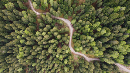 strada di montagna foresta verde bosco tornanti 