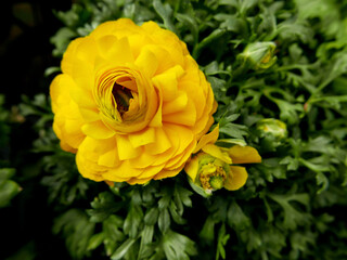 macro di brillanti corolle di fiori al sole