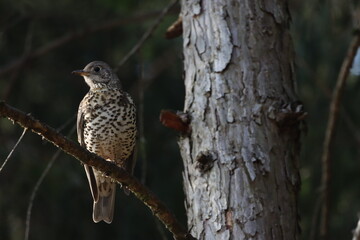 red winged blackbird