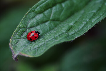 Coccinelle rouge a taches noires sur une feuille verte