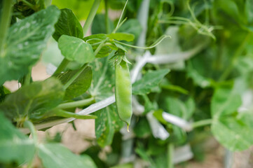 家庭菜園のえんどう